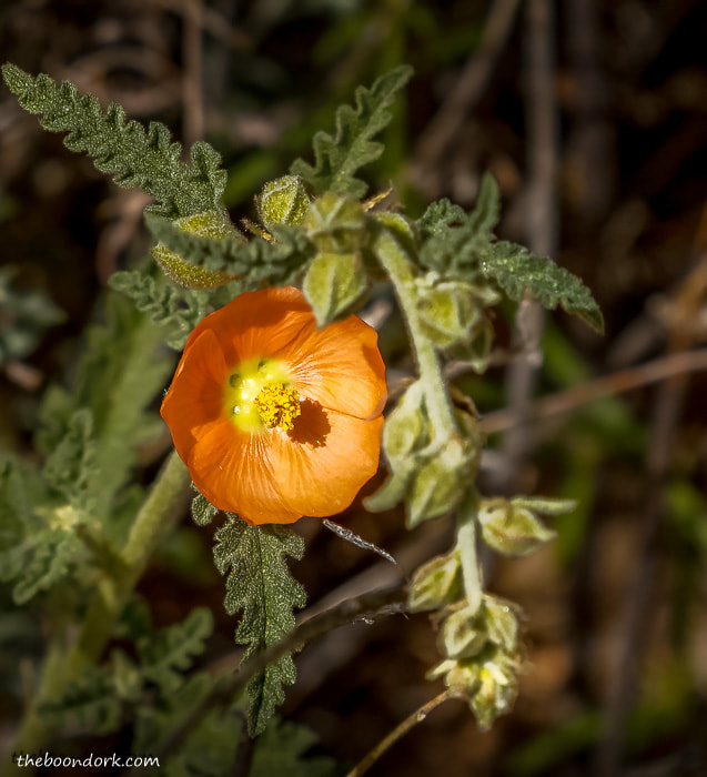 Small flower in dog Canyon