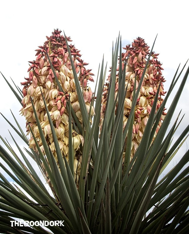 Twin yucca blooms