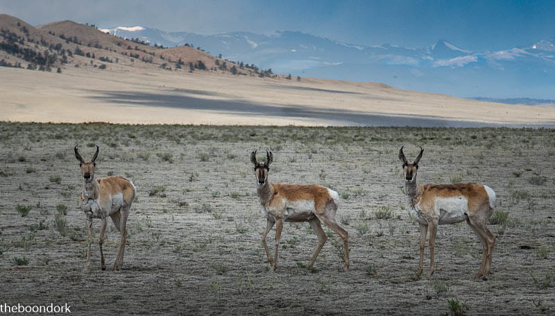 Colorado antelope boondocking in Colorado