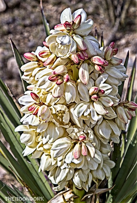 Texas yucca blooms