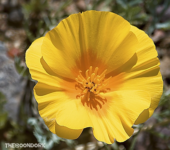 Close-up of a yellow Poppy