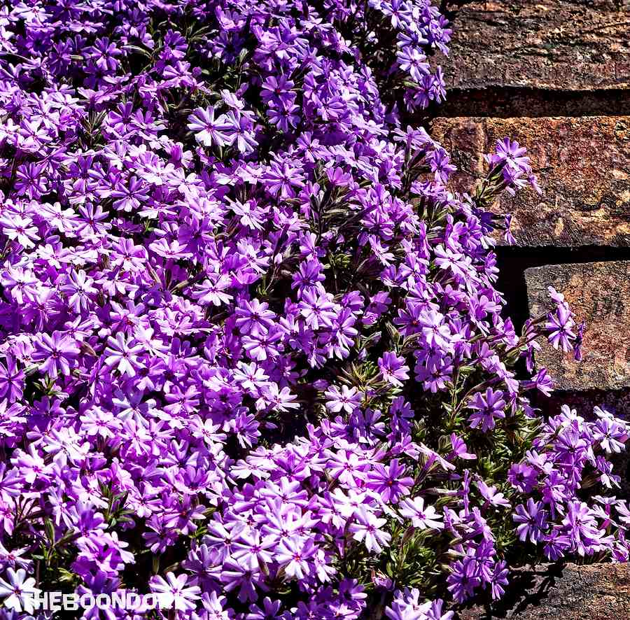 Purple flowers silver city New Mexico