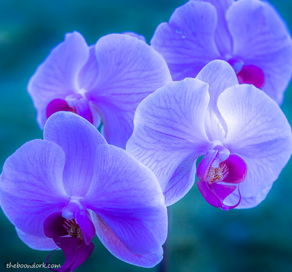 Purple orchid Denver Colorado