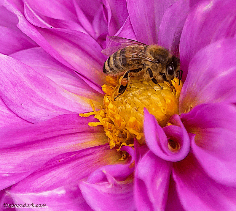 Honeybee and purple flower