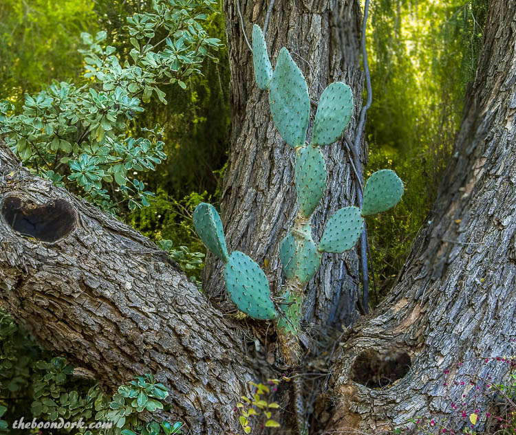 Prickly Pear cactus in a tree
