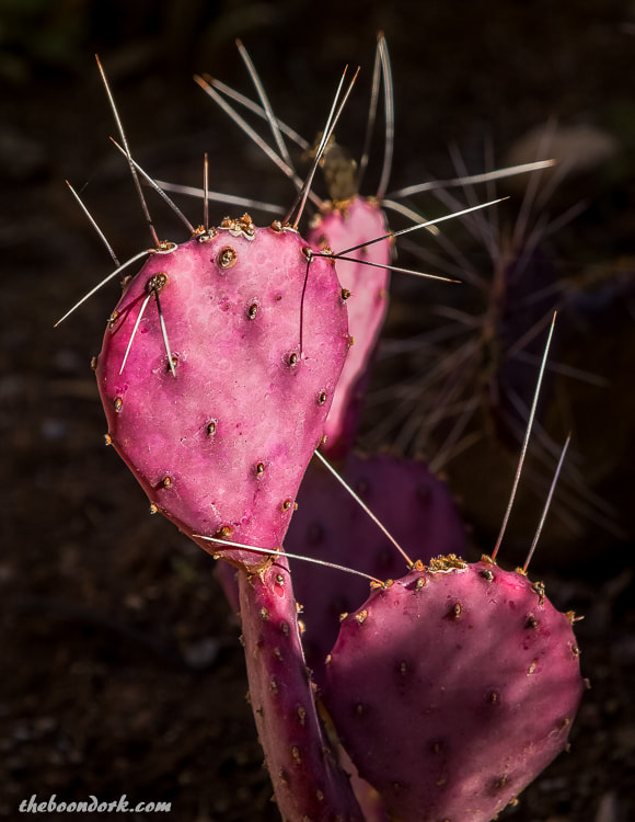 Pink prickly pear cactus