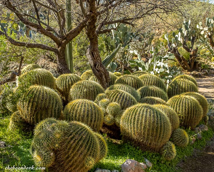 big round cactus