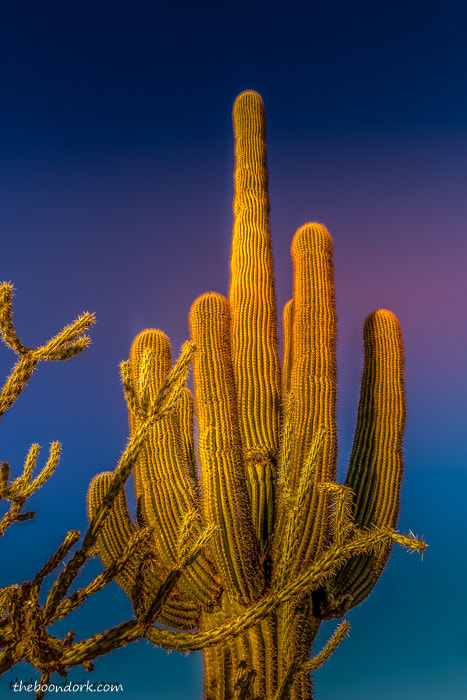 Saguaro cactus with many arms