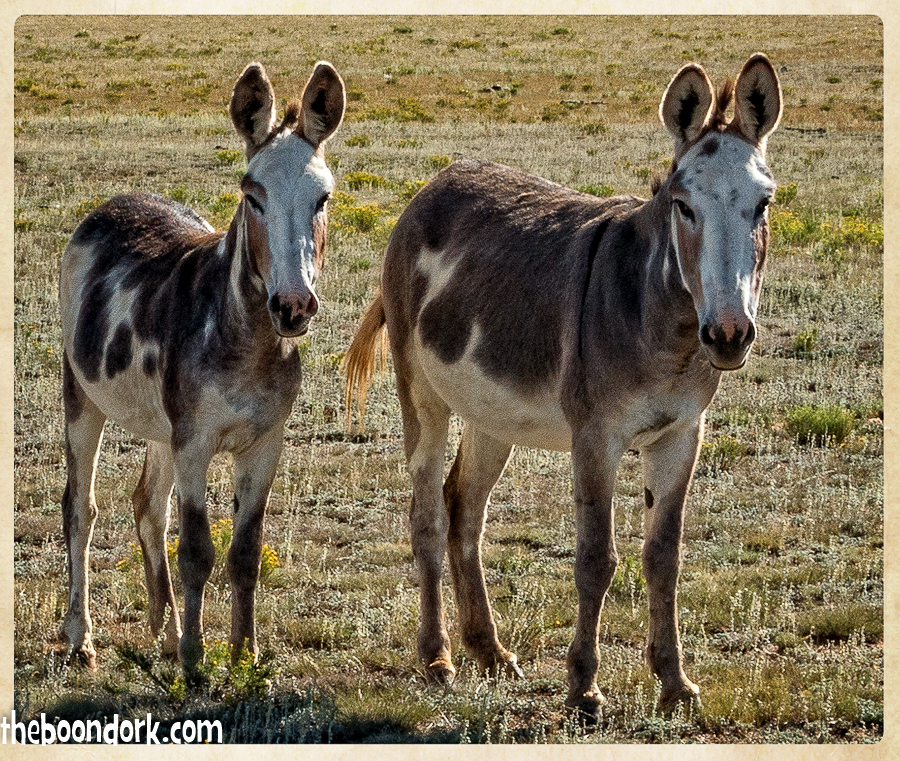 Colorado wild donkeys