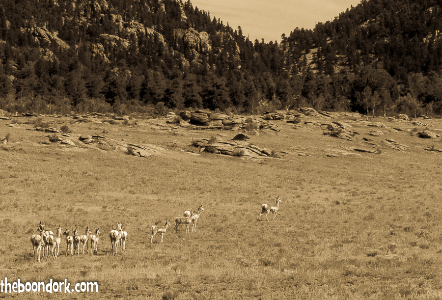 Colorado Antelope