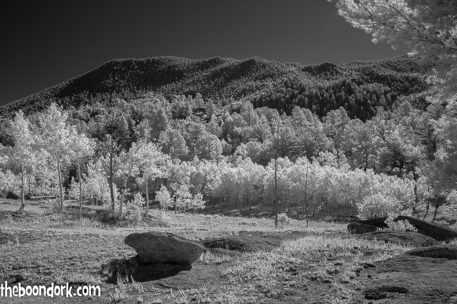 Infrared pictures of aspen trees South Park Colorado