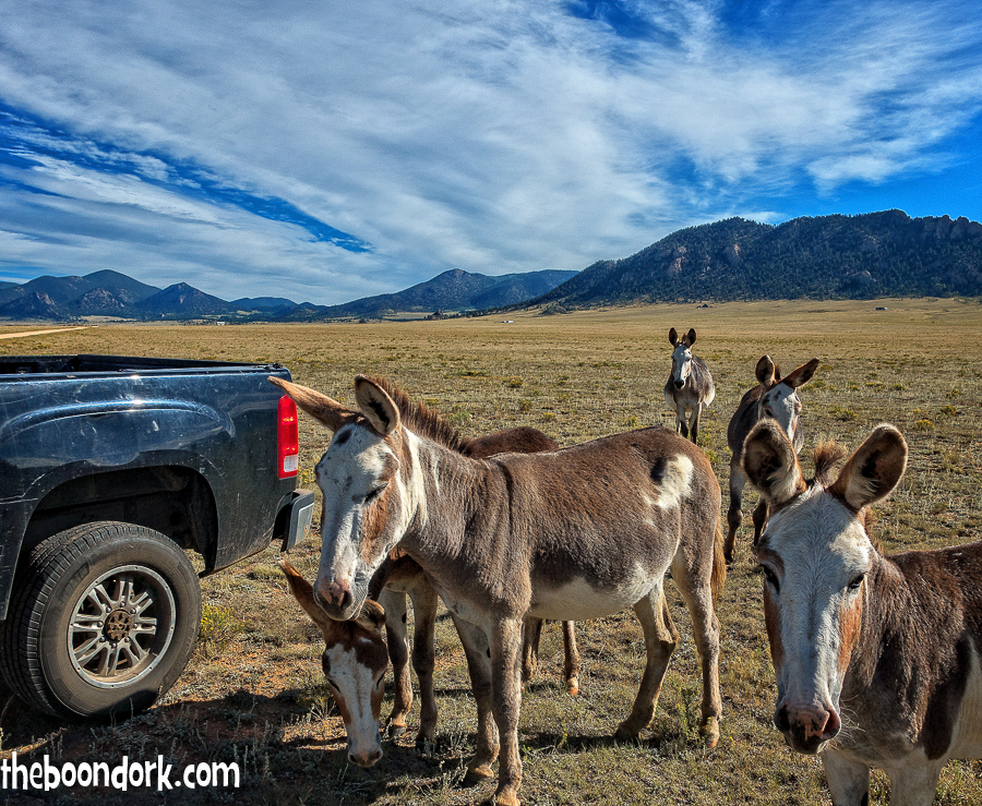 Colorado wild donkeys