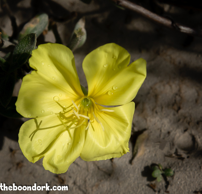 Yellow flower Padre Island Texas