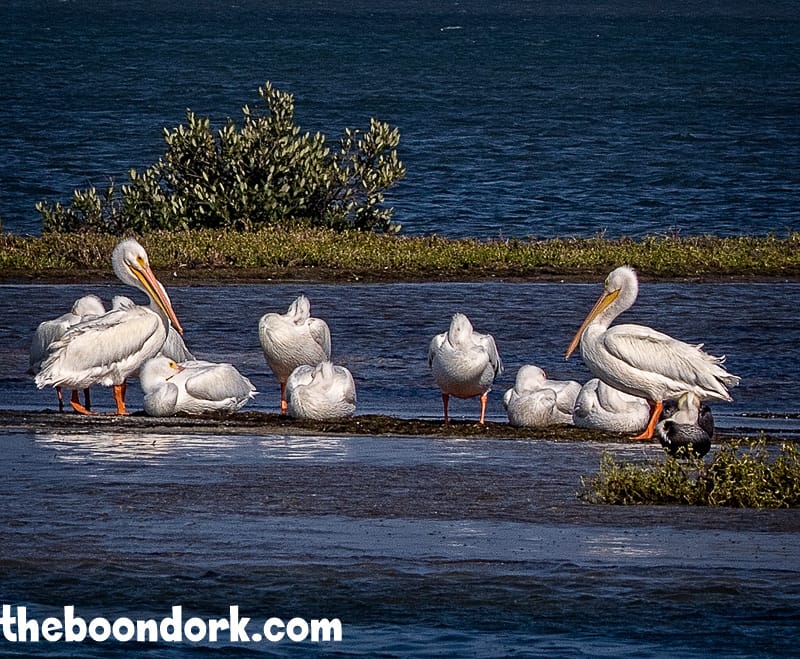 Padre Island pelicans