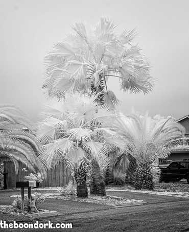 Infrared palm trees Padre Island Texas