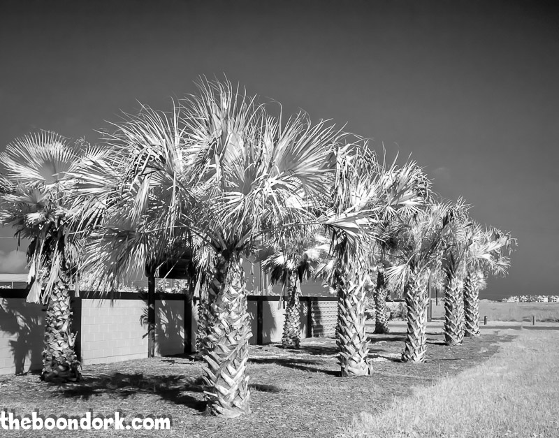 Infrared pictures of palm trees on Padre Island