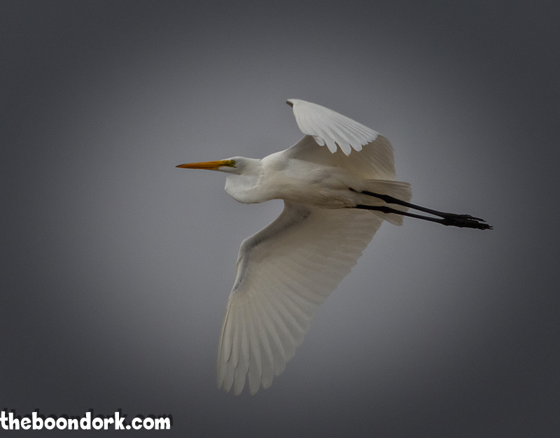 Big white bird Padre Island Texas