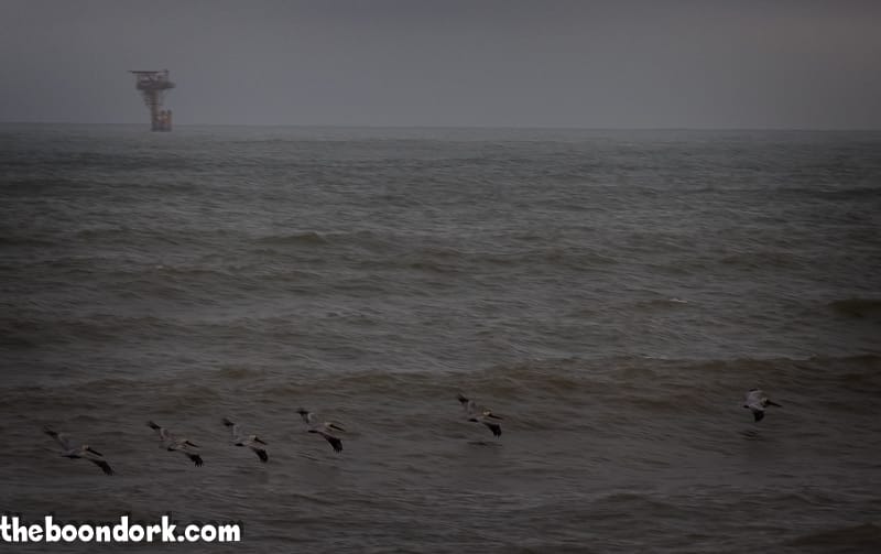 A flight of pelicans Padre Island Texas