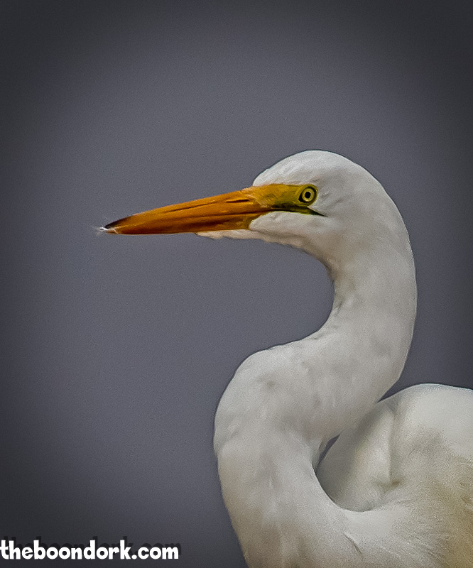 Big white bird Padre Island Texas