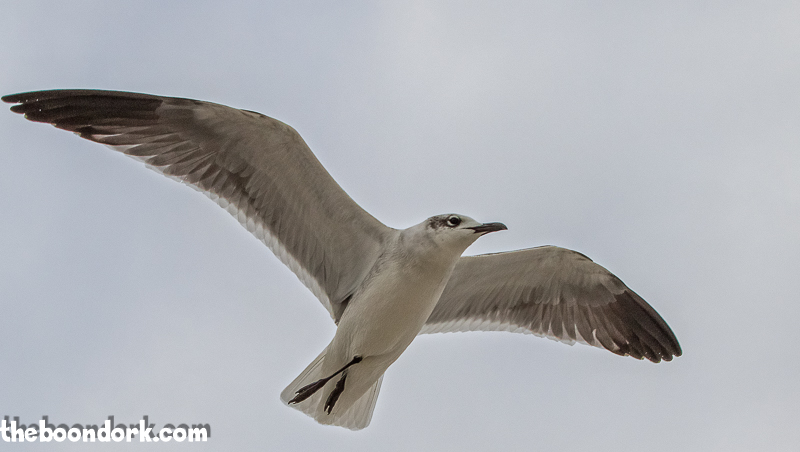 Padre Island seagull