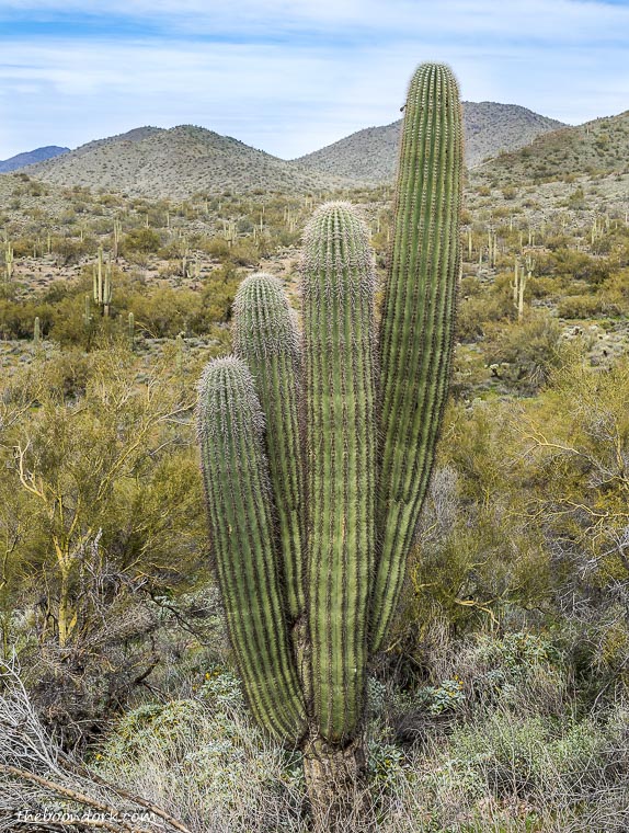 Saguaro cactus Arizona