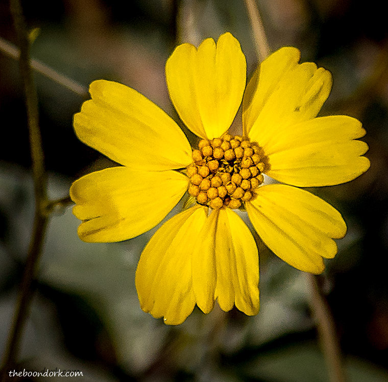 Desert flower Arizona