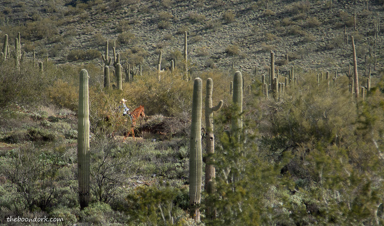 Horse and rider in the cactus