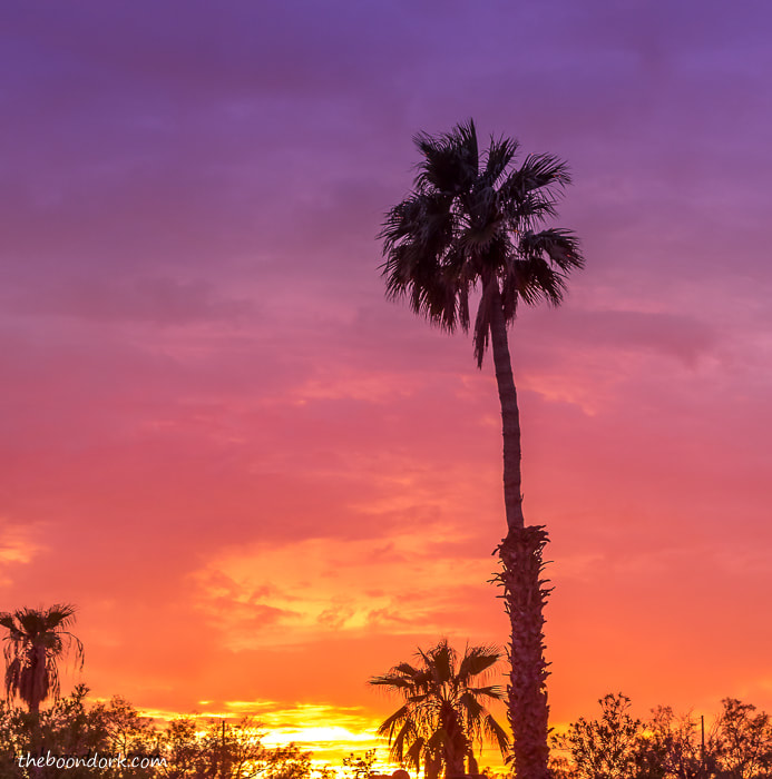 Palm tree in the sunset Dateland Arizona