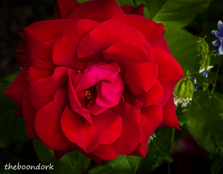 The red rose in Denver 