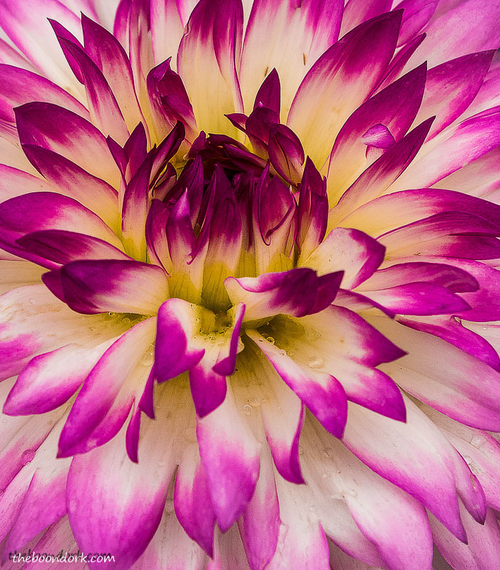 Flower close-up Denver Colorado