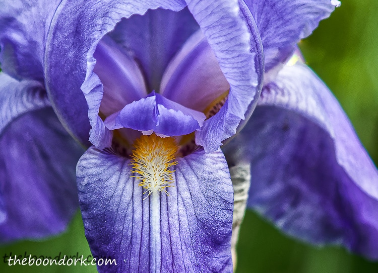 And Iris growing in Denver Colorado