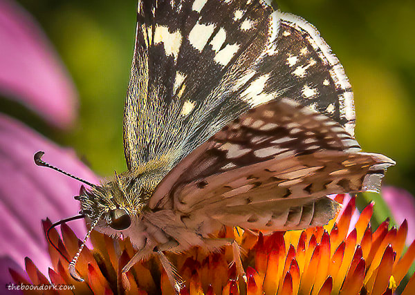 Denver butterfly