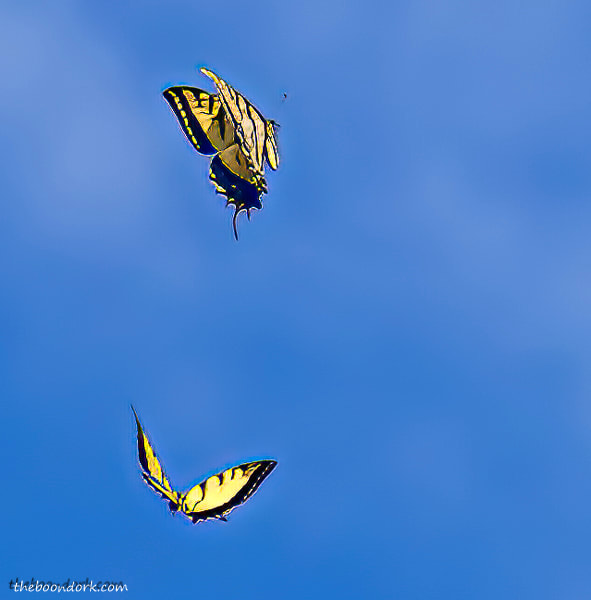 Western swallowtail Tiger butterfly Denver Colorado
