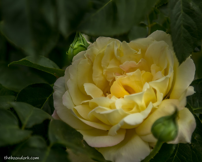 Yellow Rose Denver Colorado