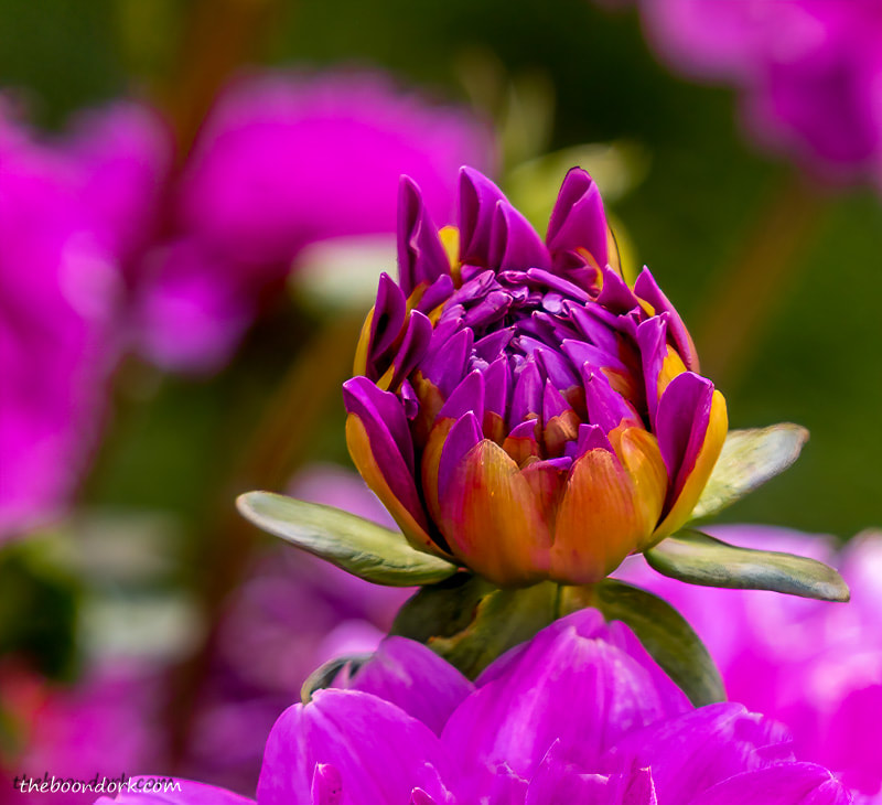 Purple flower by Denver Colorado