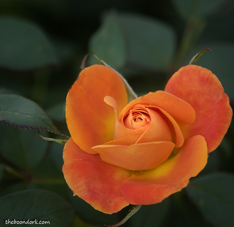 Orange rose Denver Colorado