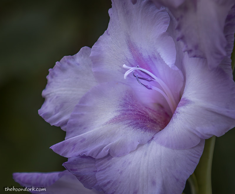 Purple Gladiolus Denver Colorado