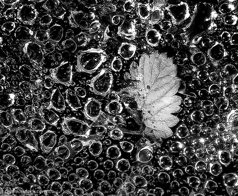 black and white spiderweb in the rain