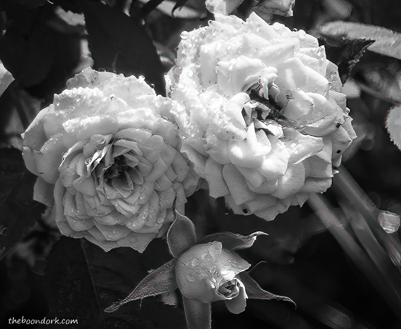 Black and white roses in the rain