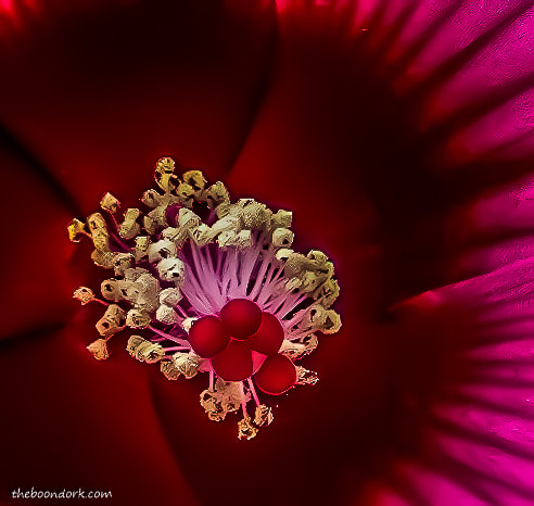 Hibiscus close-up Denver Colorado