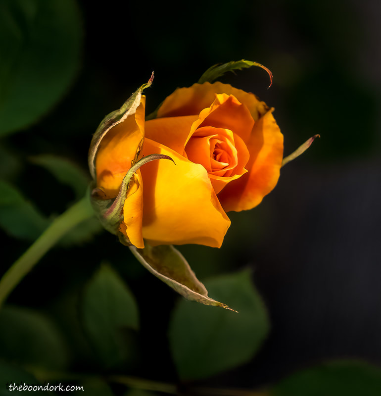 A golden rosebud Denver Colorado