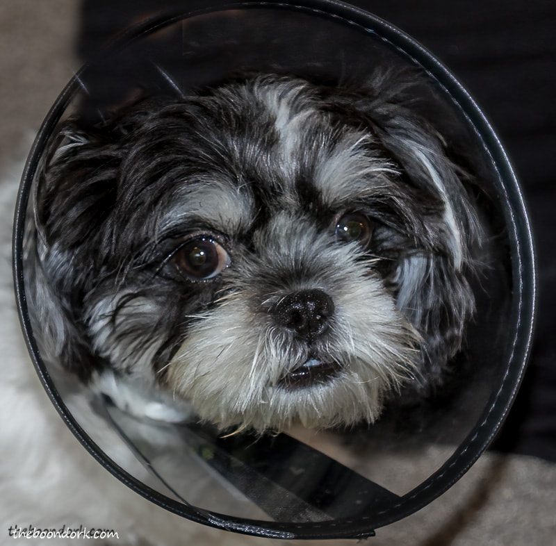 Dog wearing the cone of shame