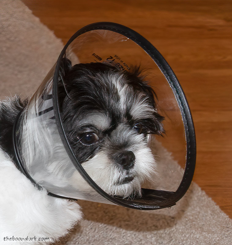 Dog wearing the cone.