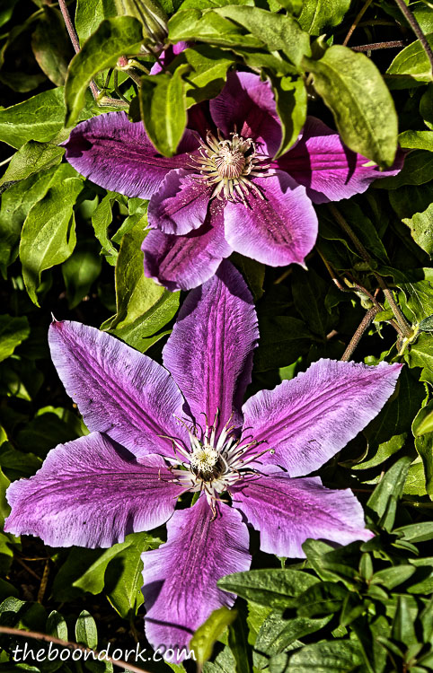 Purple flower in Denver Colorado