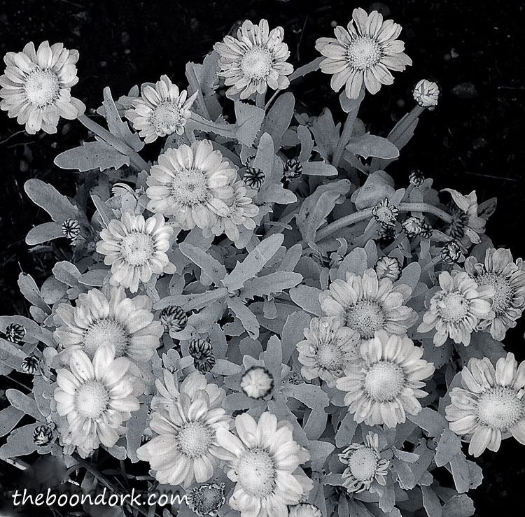 Infrared pictures of daisies Denver Colorado