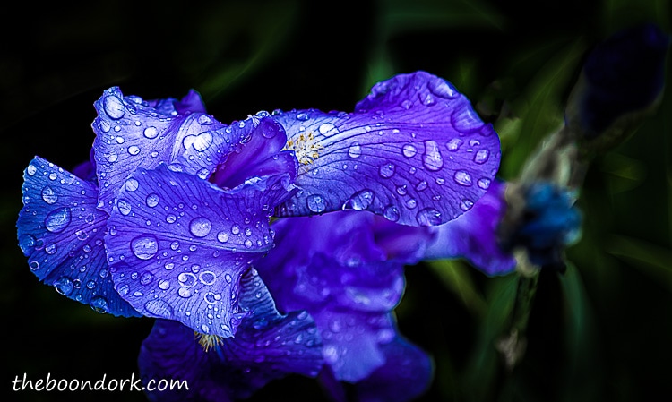 An Iris in the rain Denver Colorado