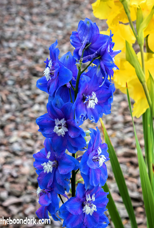Blue flower Denver Colorado