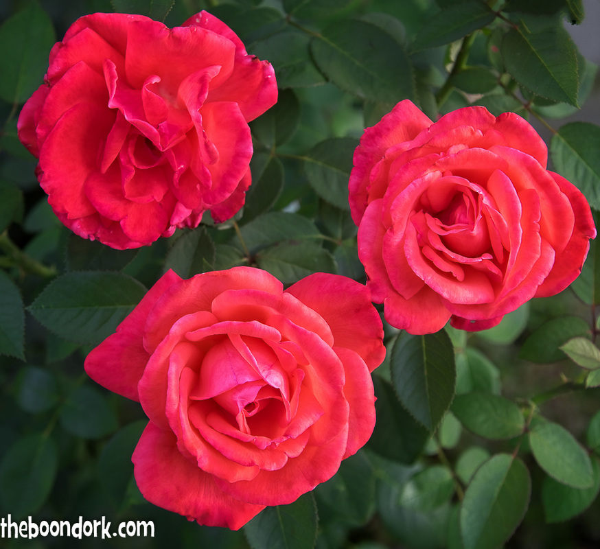 3 red roses in Denver