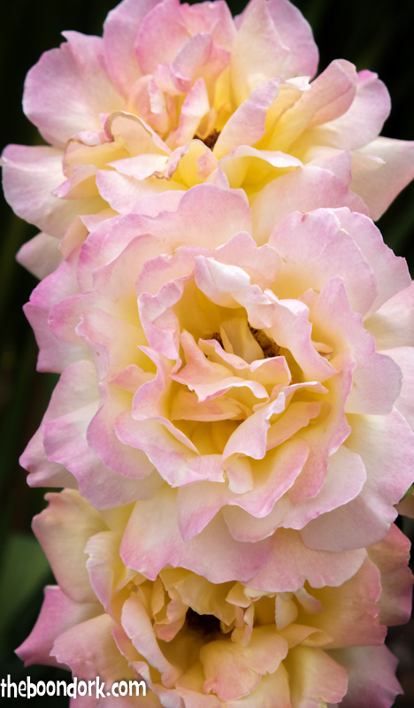 Denver rose