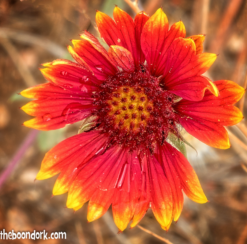 A red flower at Chatfield state Park